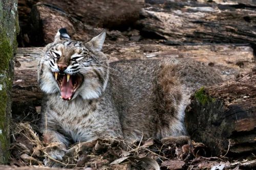 Bobcat Teeth: How Strong Is The Bite Of A Bobcat?