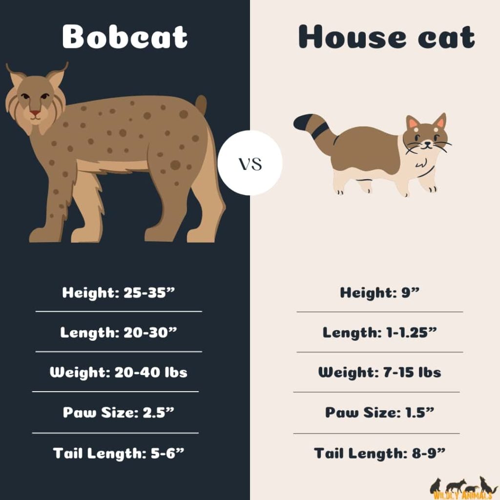 Bobcat vs house cat size comparison chart