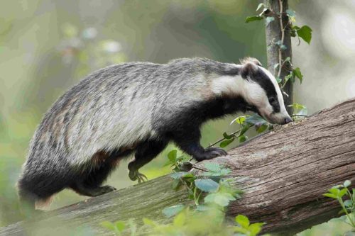 Can badgers climb trees? (Exploring Climbing Abilities of Badger)