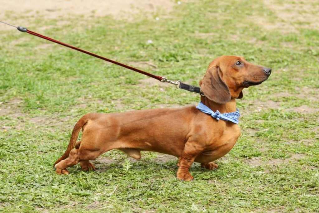 Dachshund, a dog used for badger baiting