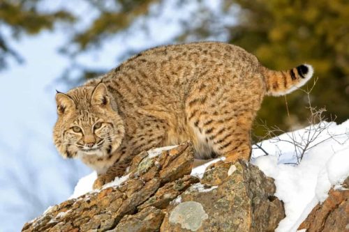 Do Bobcats Have Tails