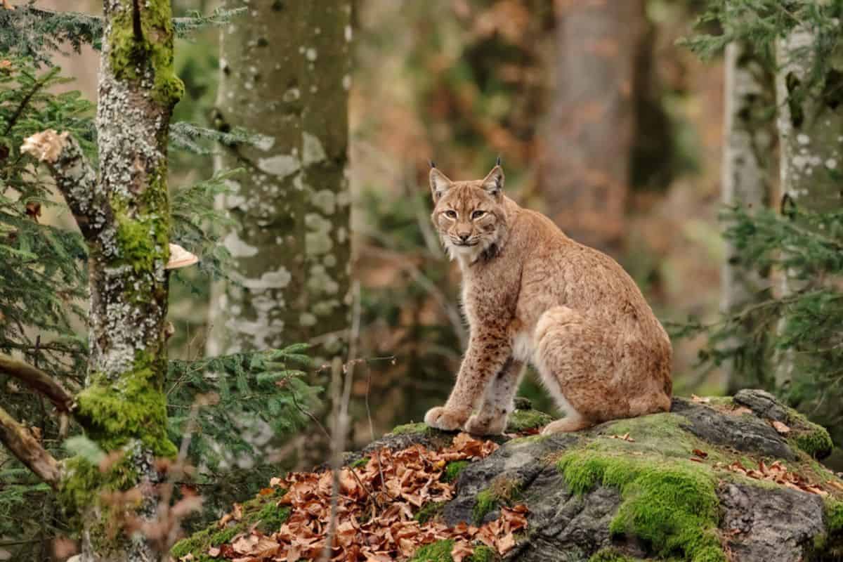 A bobcat sitting on a rock during day tine