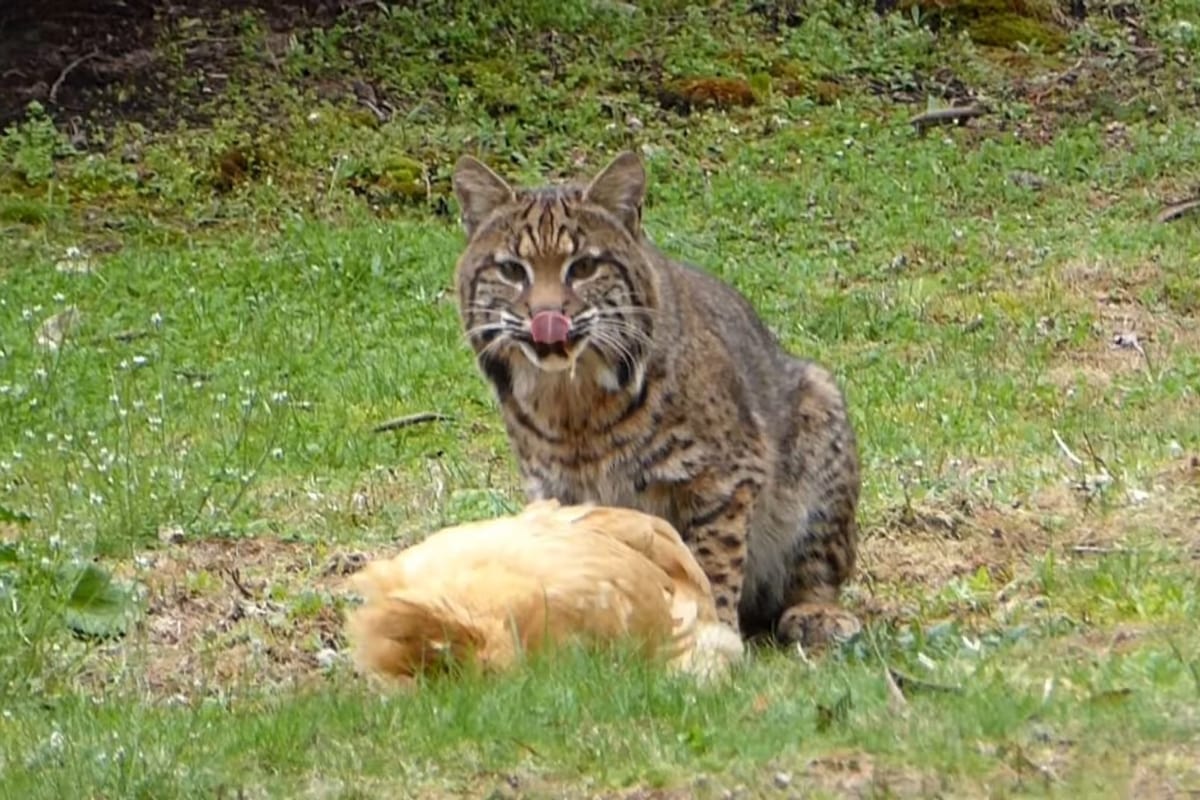Bobcat with its hunted chicken.