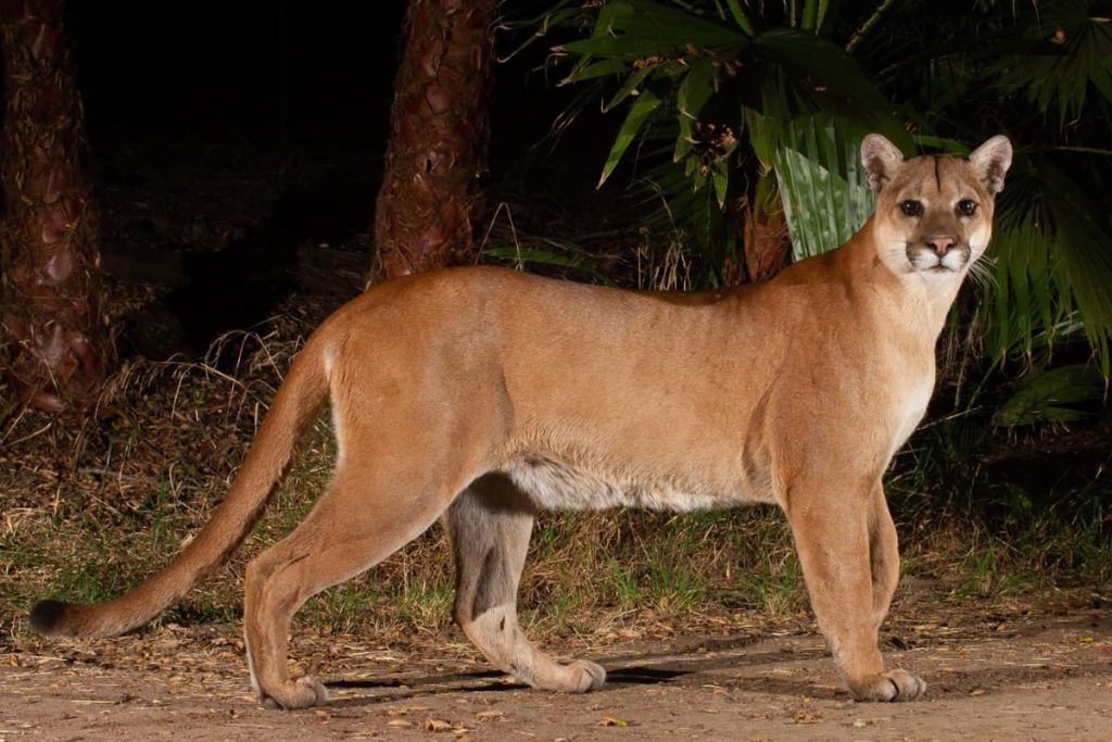 A mountain lion standing in jungle with its tail length visible