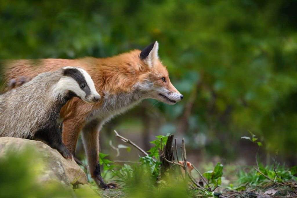 European badger and red fox relationship