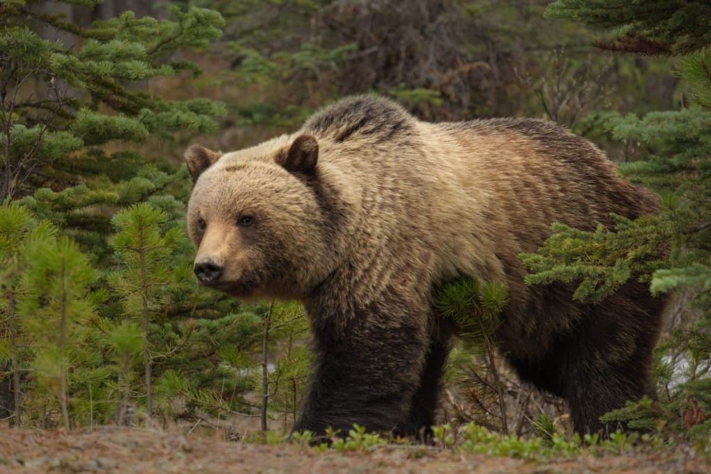 Grizzly bear size compared to honey badger