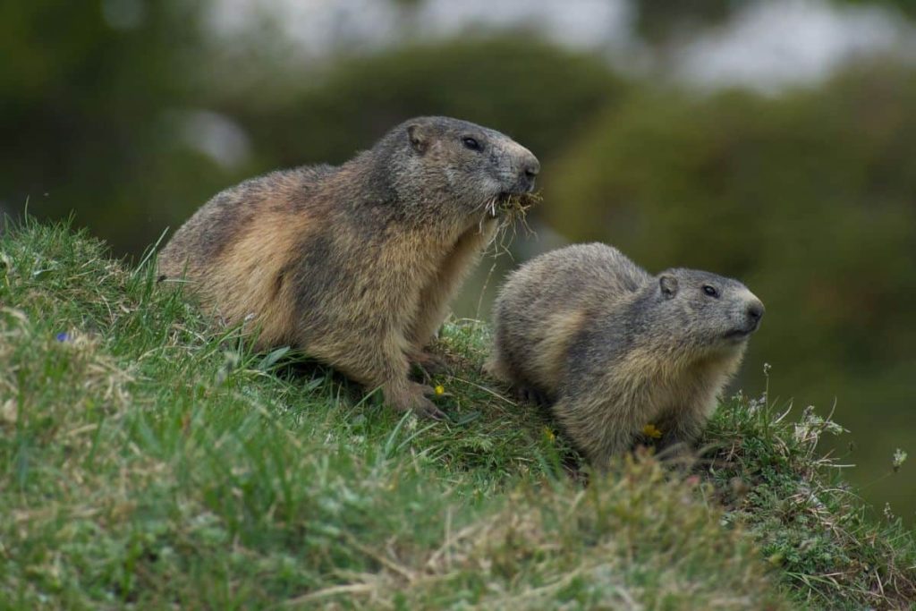 two groundhogs eating