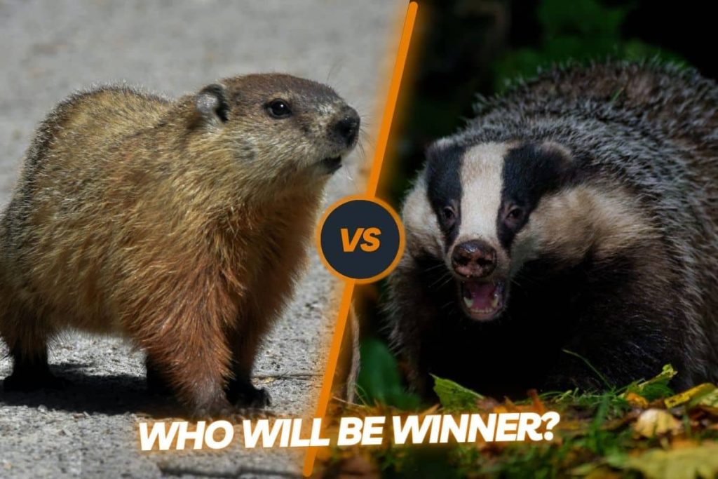 Groundhogs vs badgers: who would be the ultimate winner?