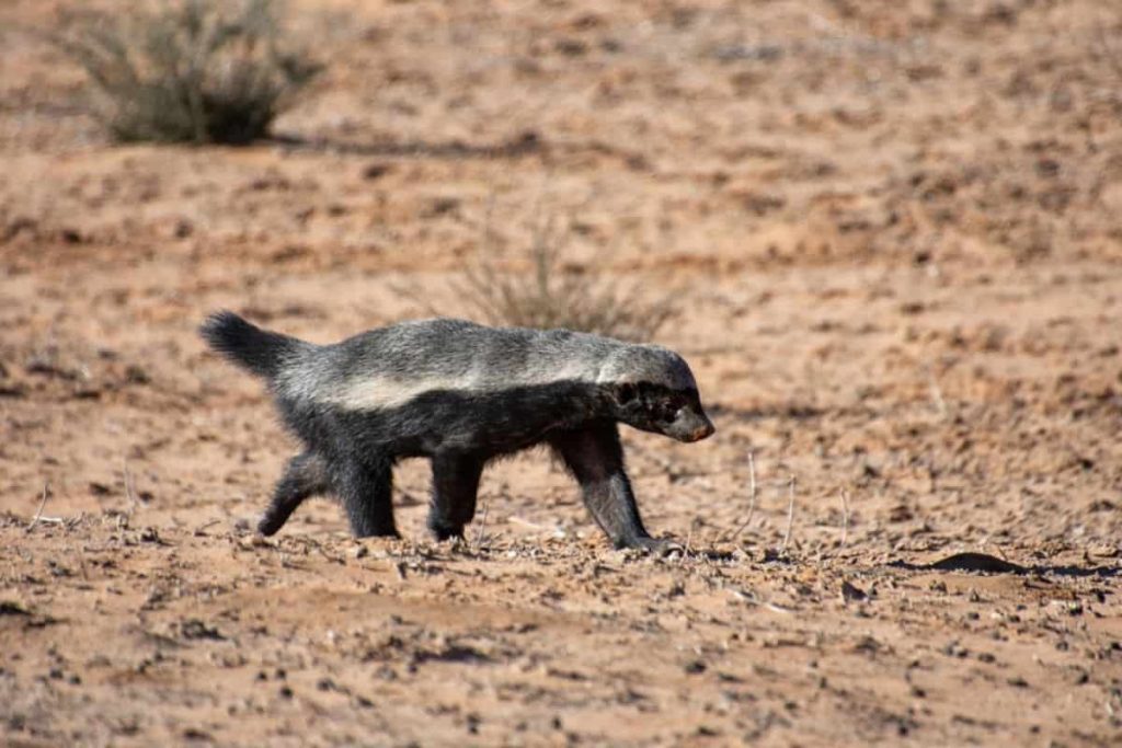 Honey Badger roaming in the desert.
