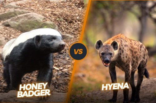 Honey Badger vs Hyena: A Battle of Wits and Strength