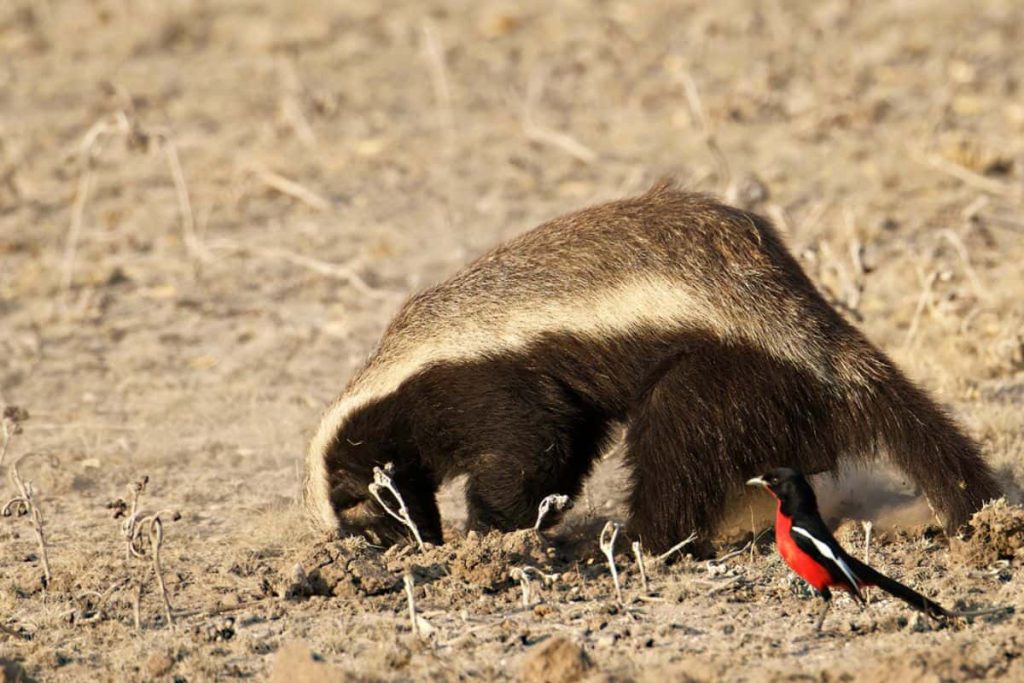 Honey badger pulling out its prey from the burrow.