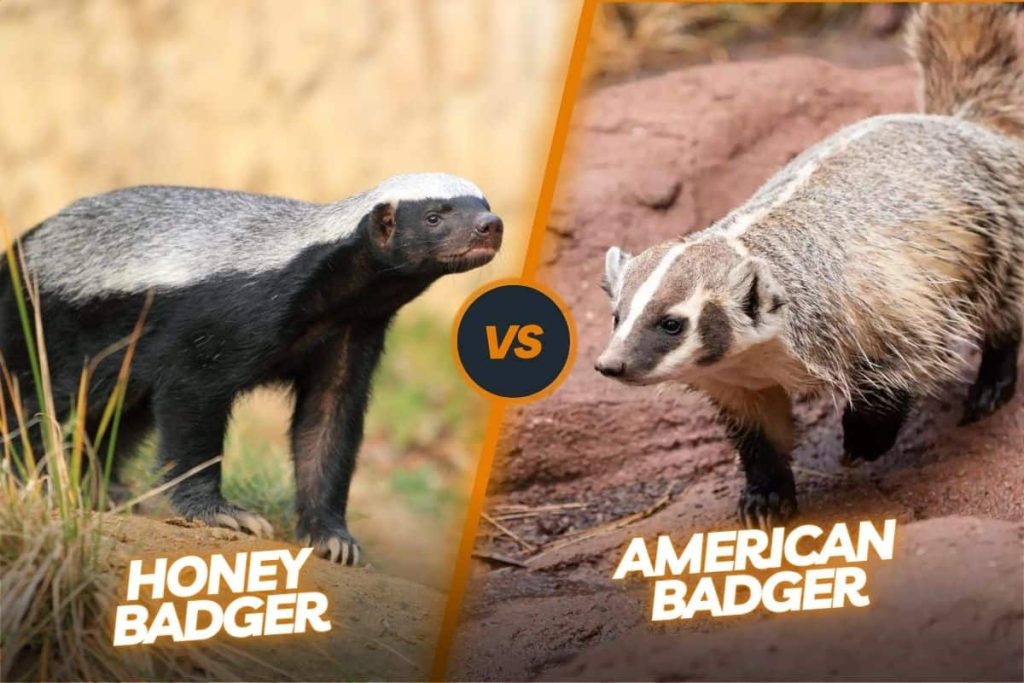 Honey badger vs American badger
