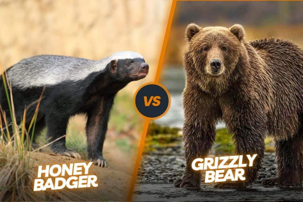 Honey badger vs grizzly Bear