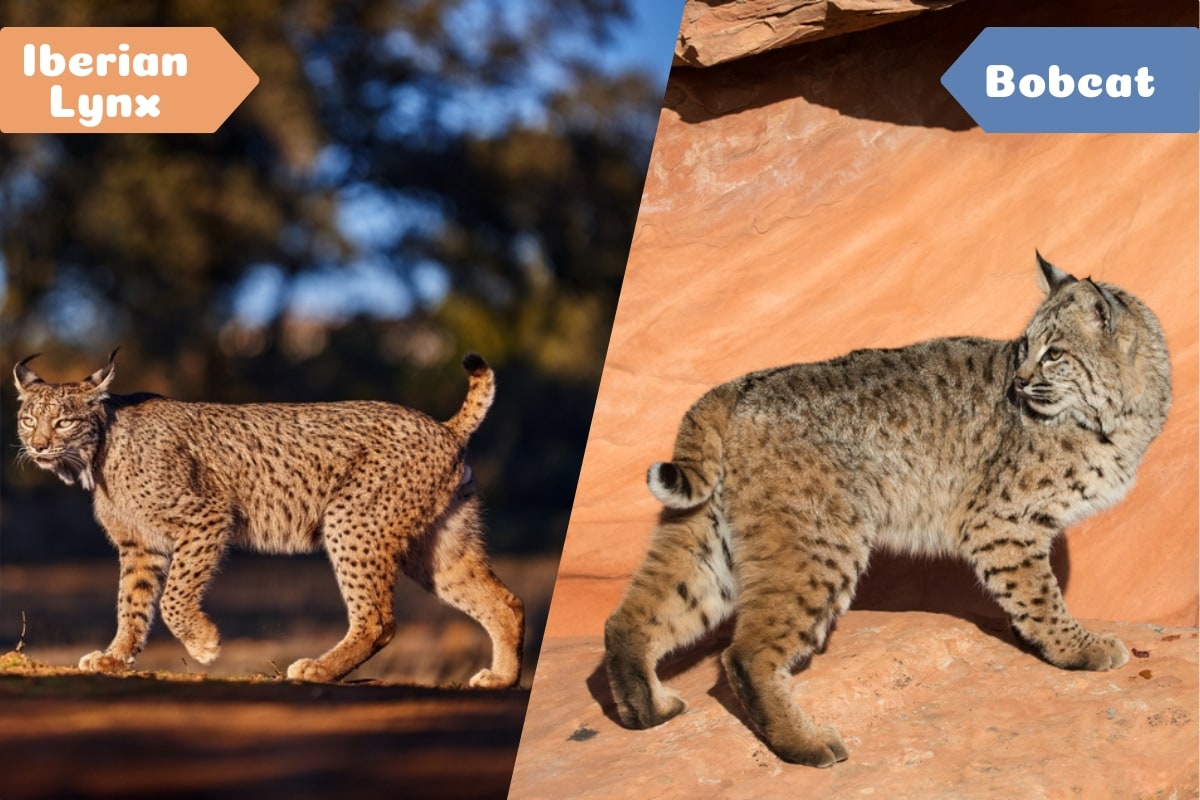 Lynx vs bobcat tail