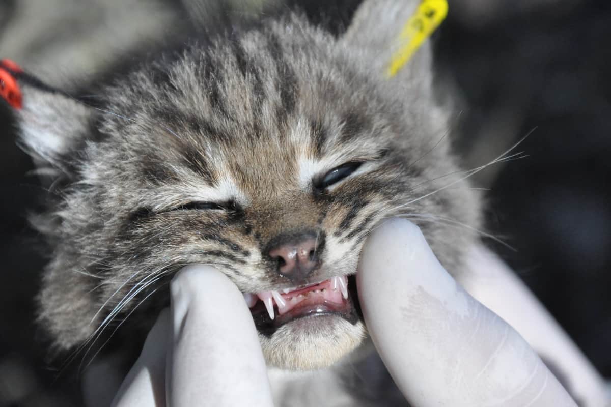 Milk teeth of baby bobcat