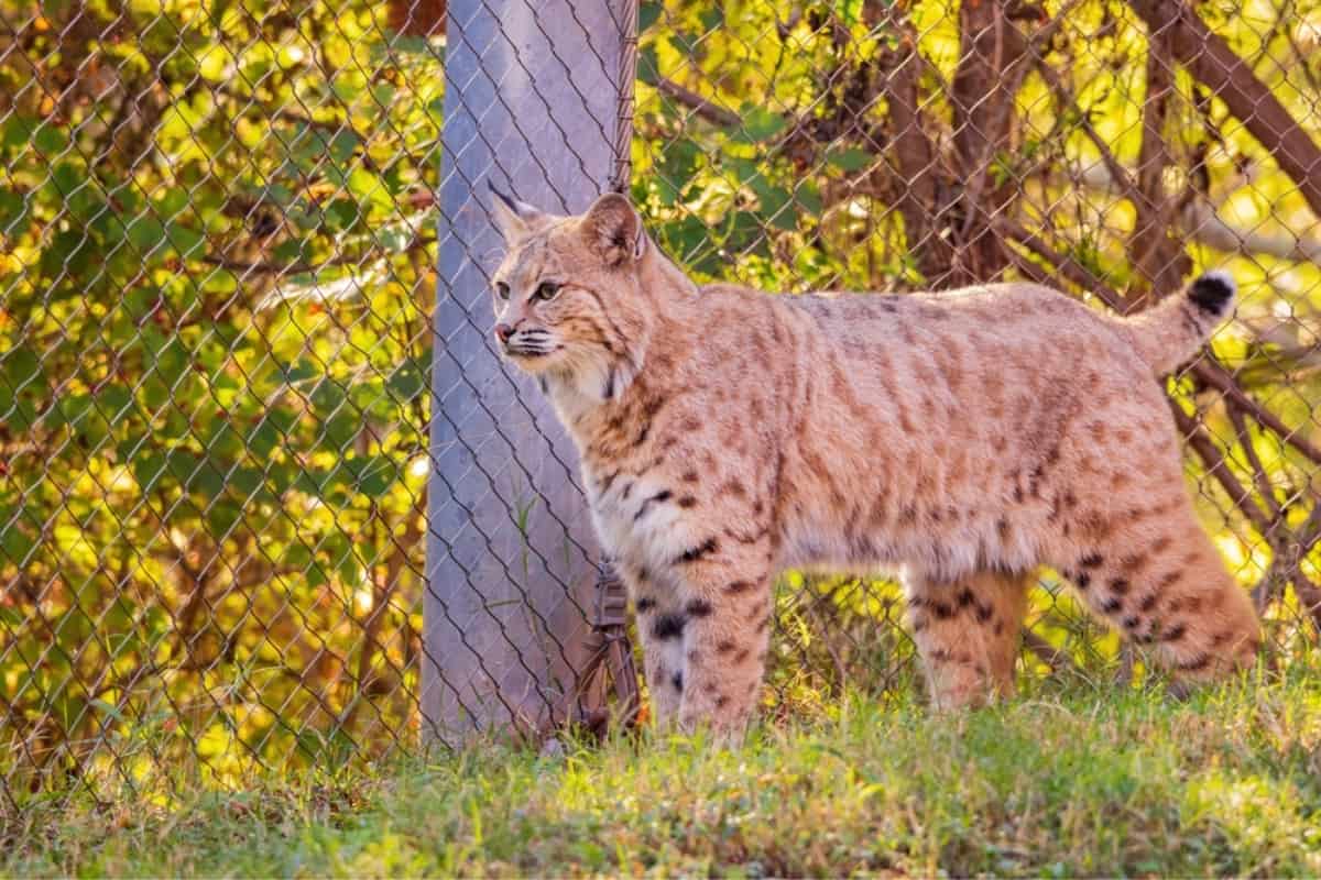 The average length of Oklahoma bobcats is 26-40 inches.