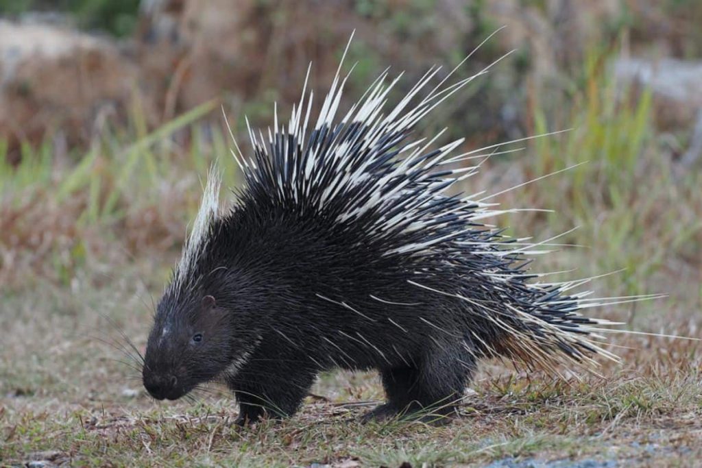 Porcupine - a spiky specie
