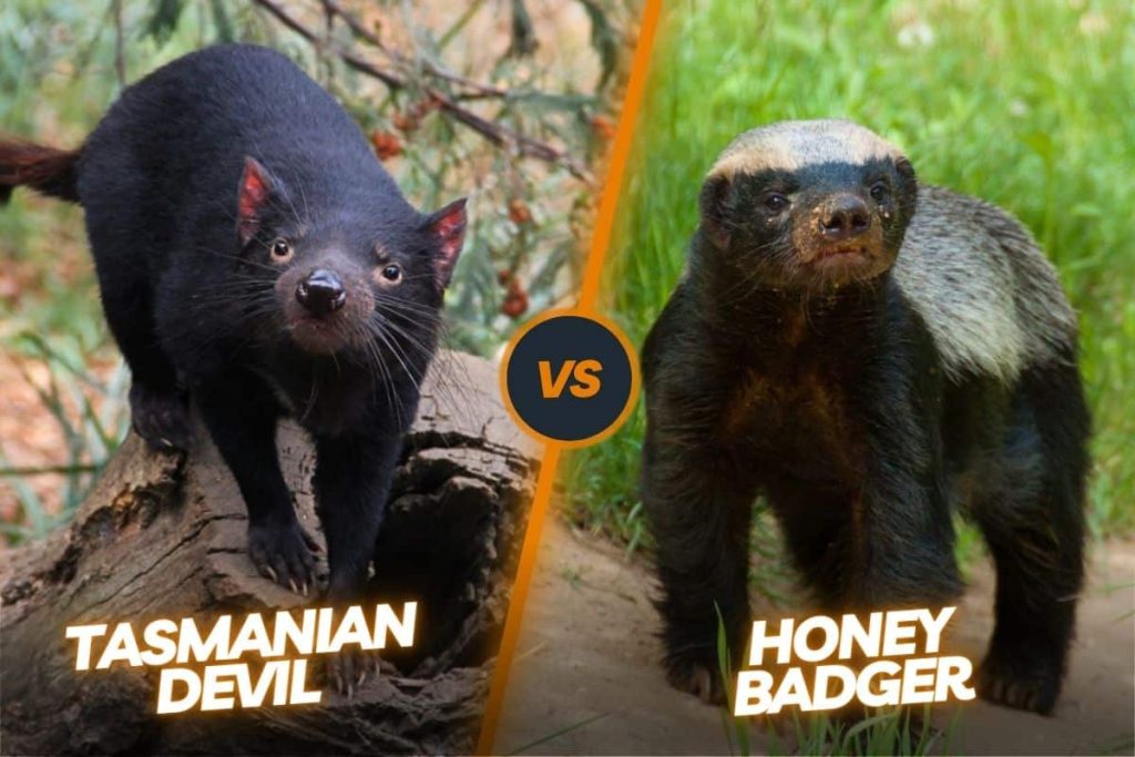 Tasmanian Devil vs Honey badger