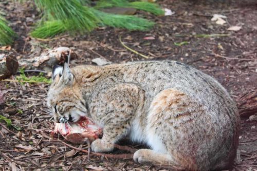 What do bobcats eat