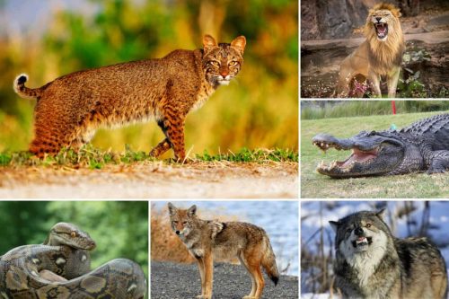 What eats a bobcat or bobcat predators