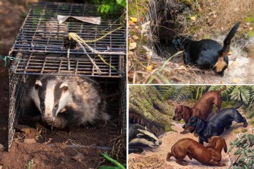 What Is Badger Baiting? – Exposing the Cruelty of Badger Baiting
