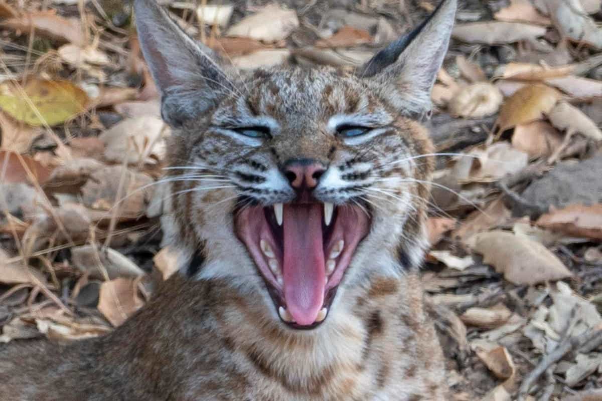 bobcat bite force