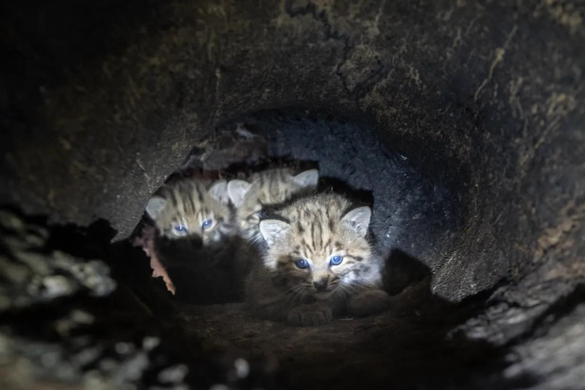Kittens of bobcats looking out from their home