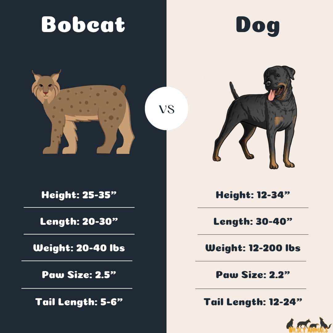 Bobcat size comparison with dog
