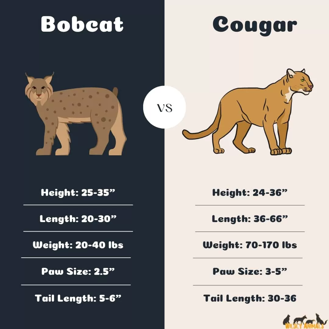 Bobcat vs cougar size