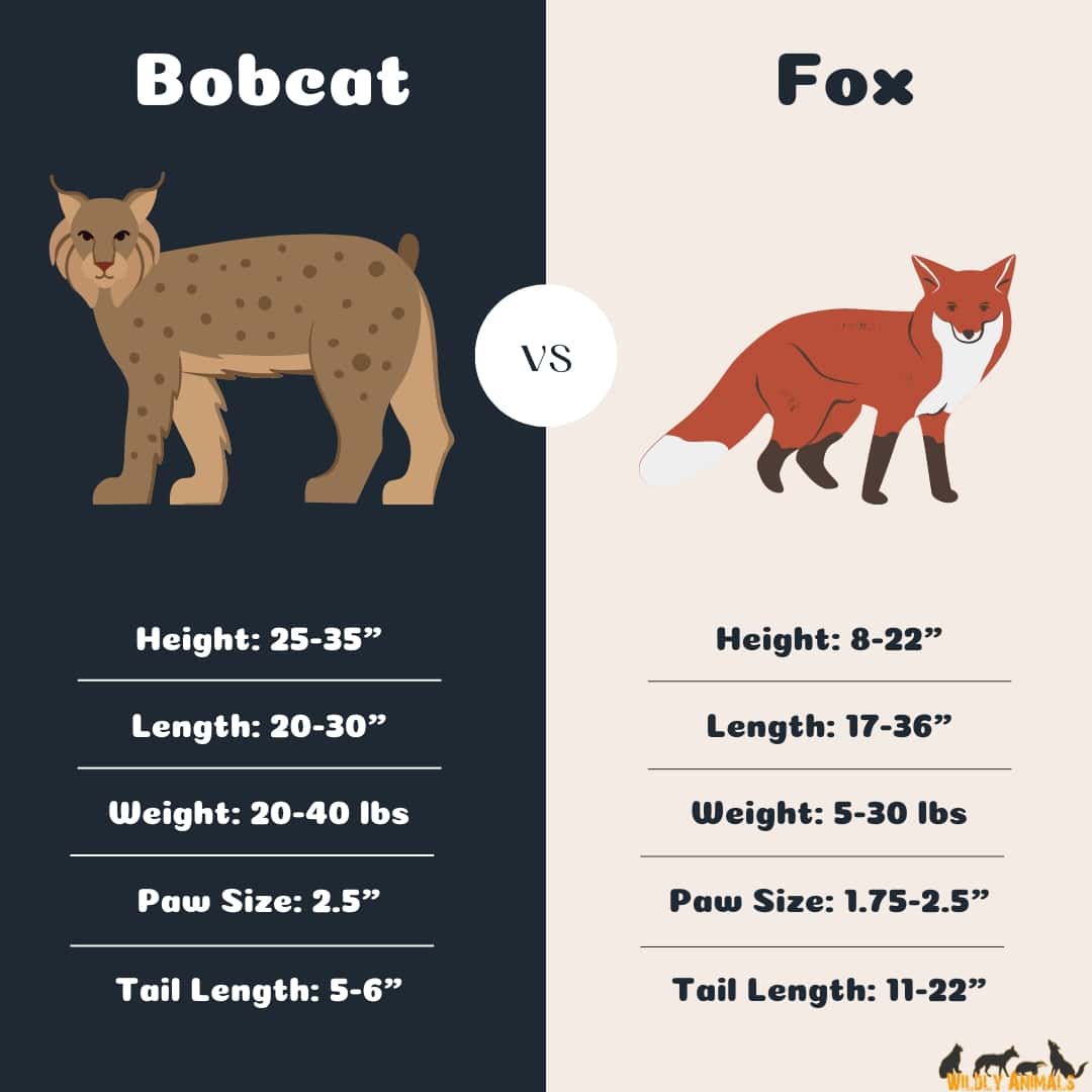 bobcat vs fox size