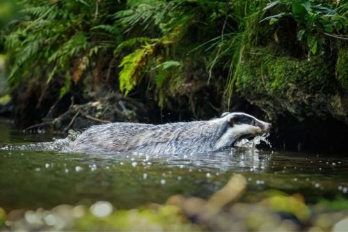 A badger swimming in a lake in forest