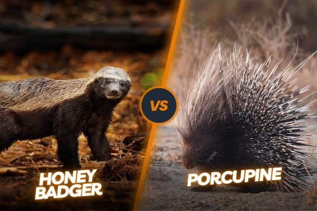 honey badger vs porcupine