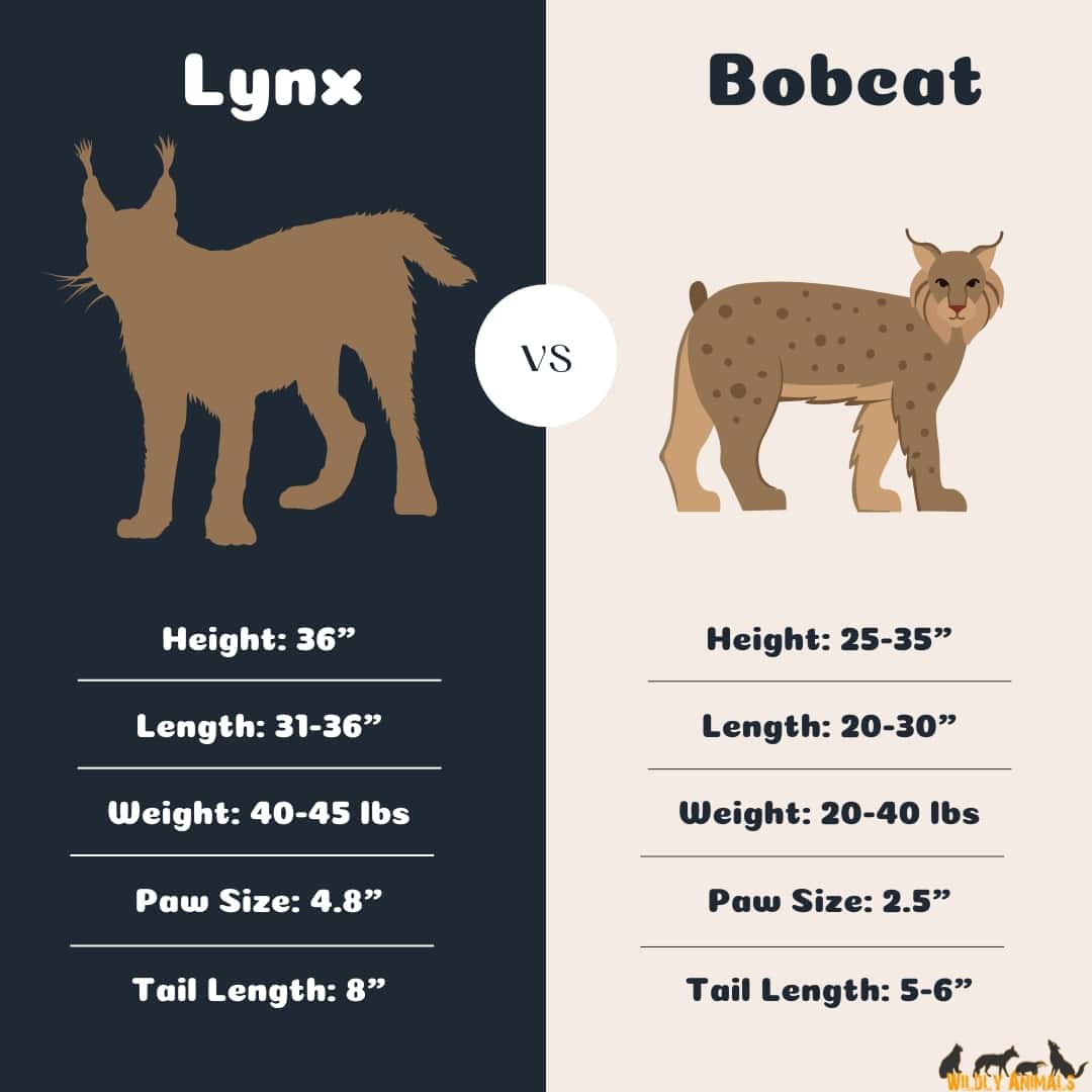 lynx vs bobcat Size comparison