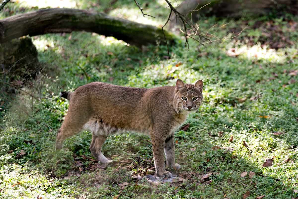 A bobcat in Beall Woods (Wabash County)