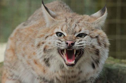Are bobcats dangerous To Humans, Dogs & Pets?