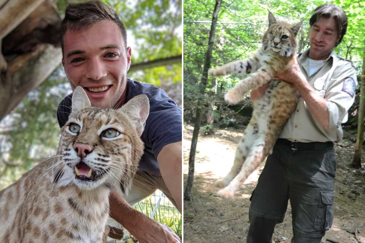 Bobcats' relationship with humans
