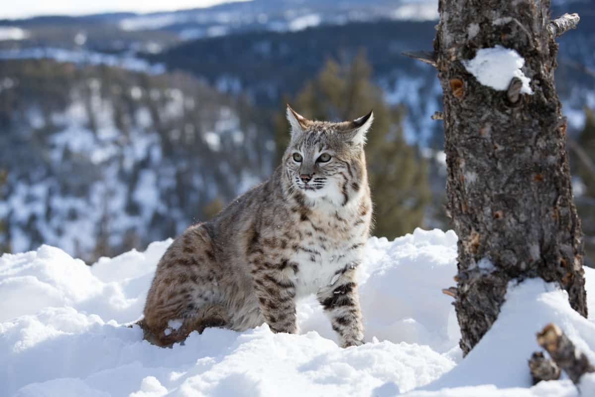 Bobcats are plentiful in North America, but certain regions face a decline in their population.