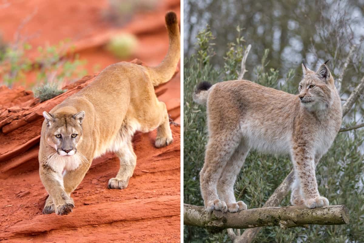 Mountain lions and Canadian lynxes are big cats present in the state