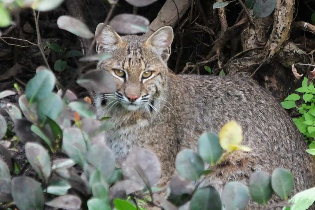 Currently, there are a lot of bobcats available in Illinois.