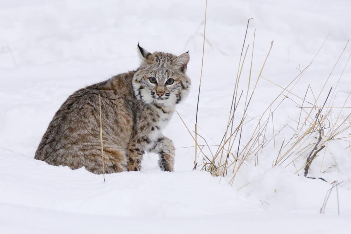 Bobcat in snow in Montana state mountains