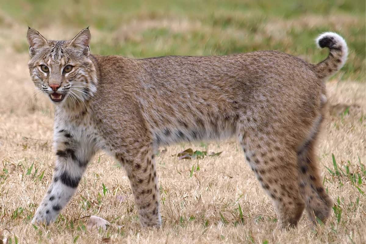 Are there bobcats in New Jersey
