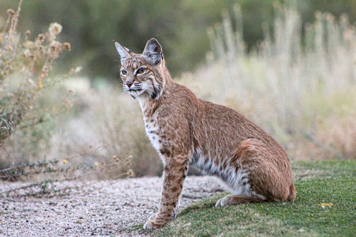 Bobcat sitting on grass in PA state.