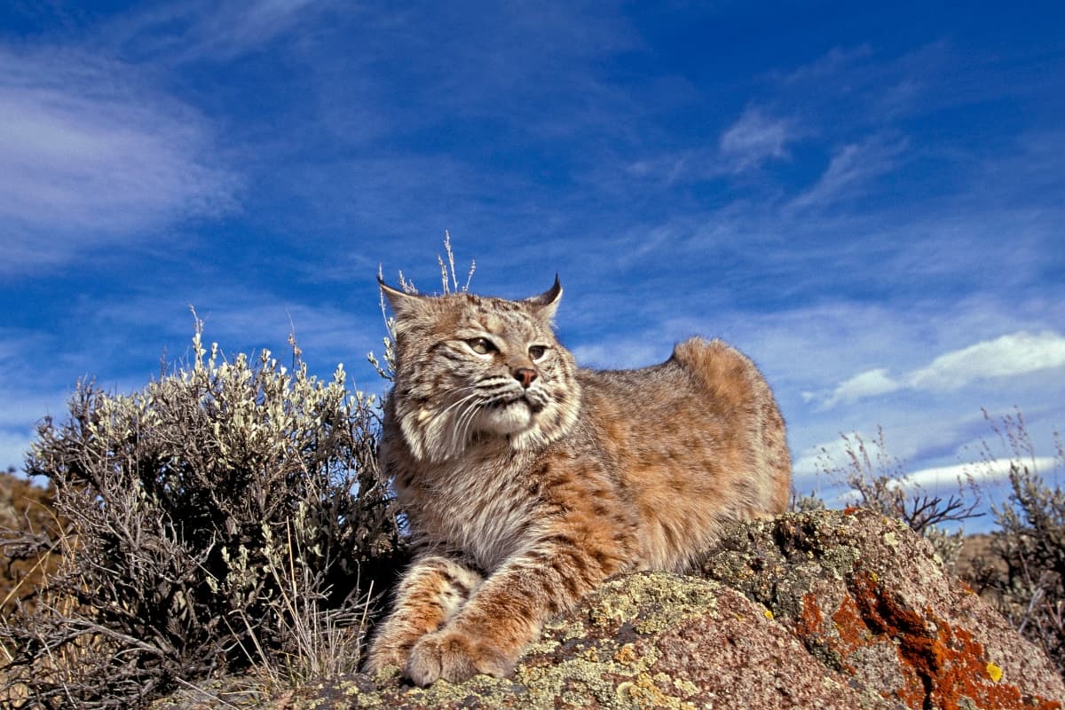 A bobcat lying in Kings Peak, Utah