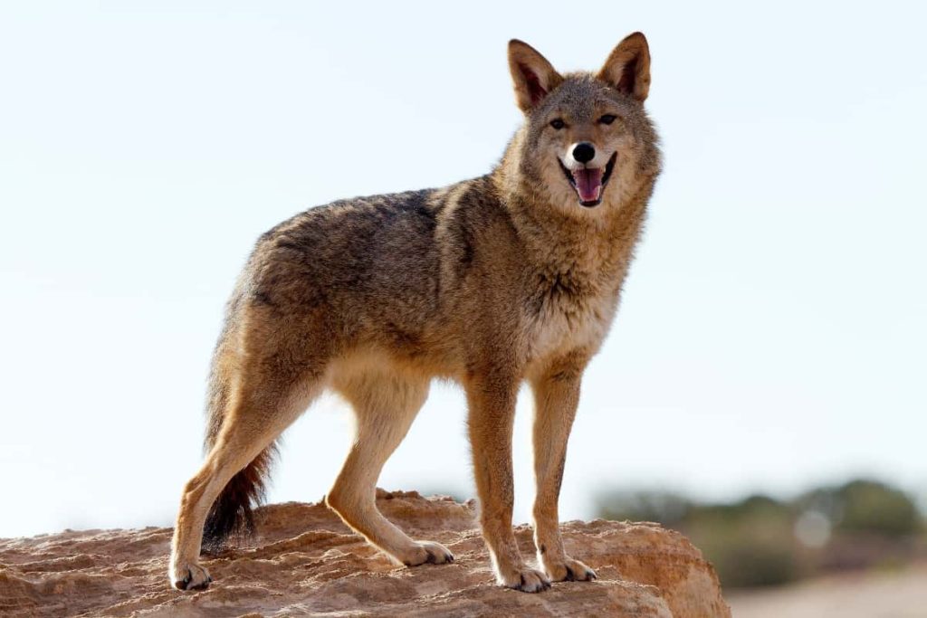 Bite force of coyote vs bobcat
