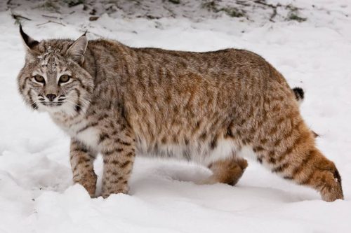 Bobcat Animal Facts: A full-fledged guide