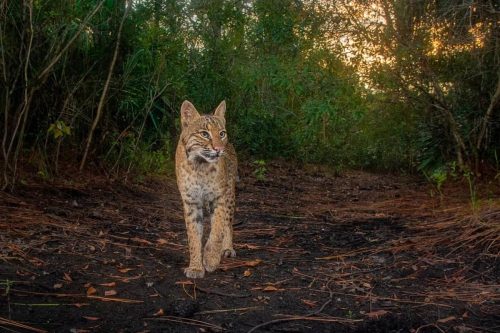 Bobcat Habitat: Exploring Diverse Range From Forests to Suburbs