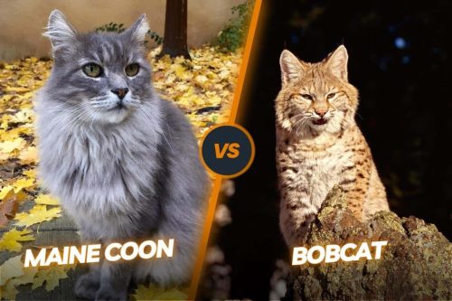 Bobcat Vs Maine Coon