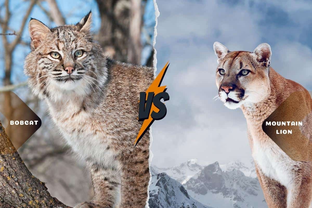 Bobcat and mountain lion facial difference