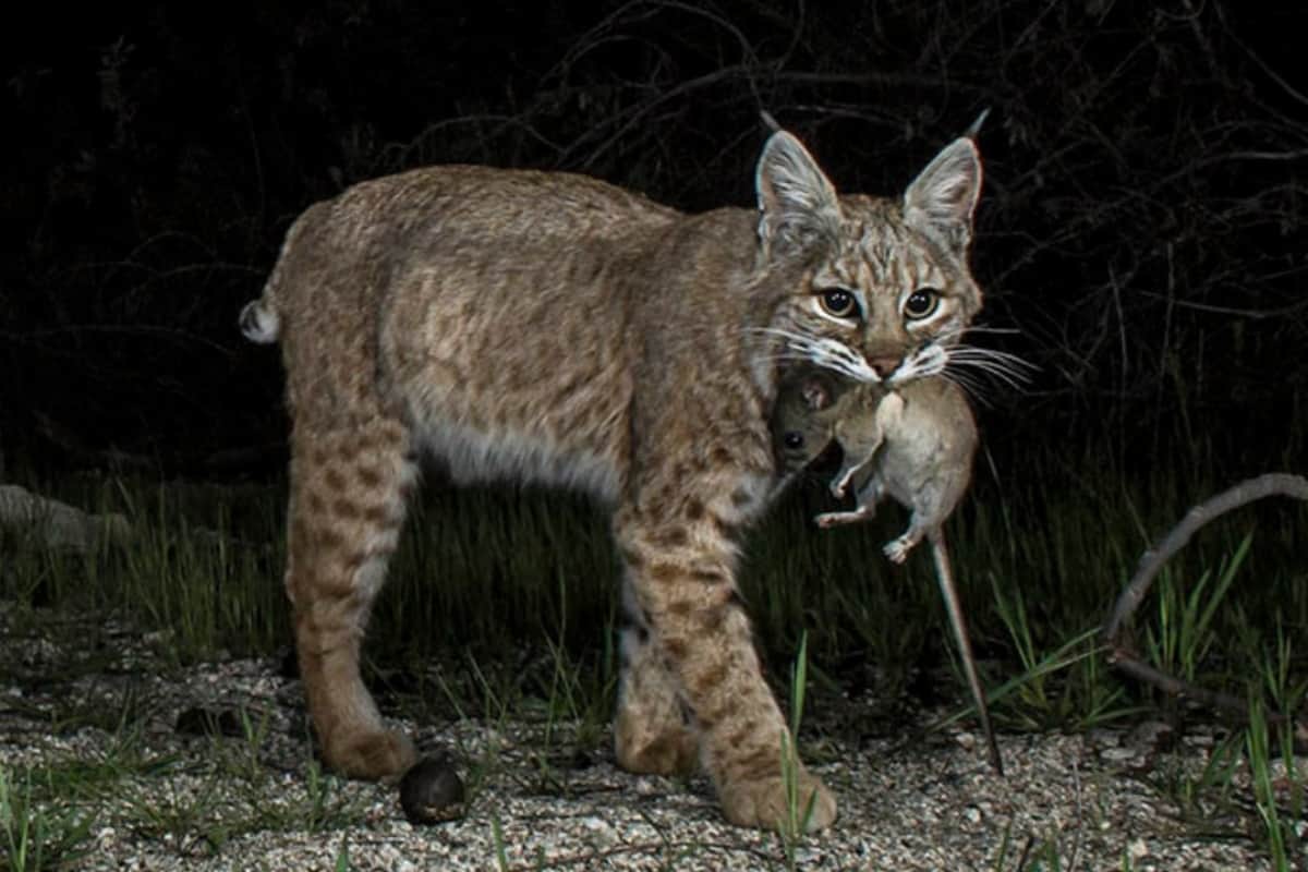 Bobcat hunted a mouse for food