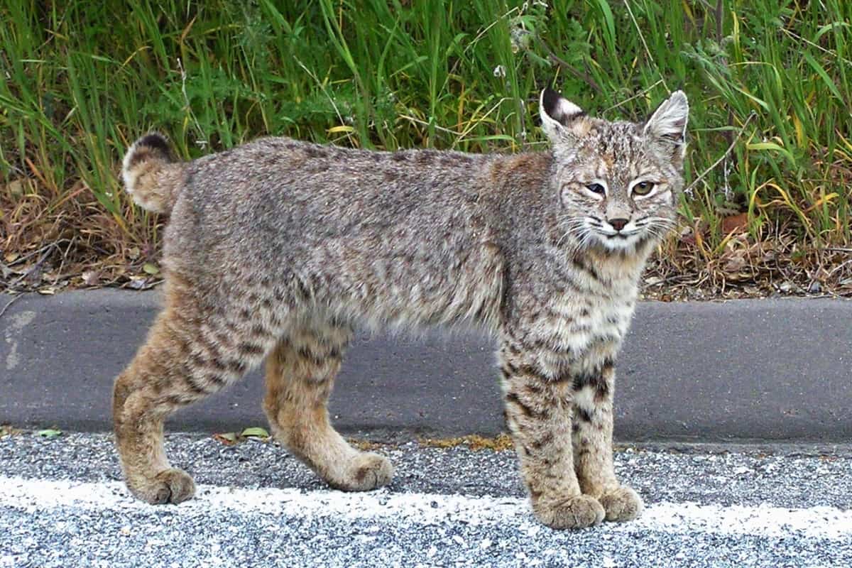 Bobcat's physical appearance